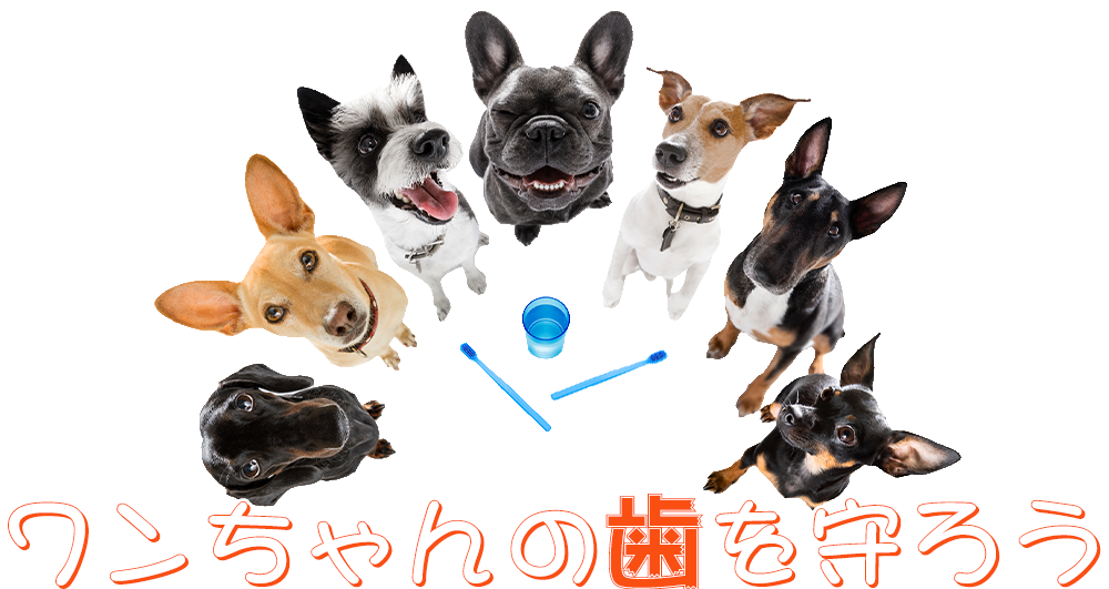 ワンちゃんの歯を守ろう