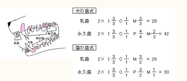 犬の歯式