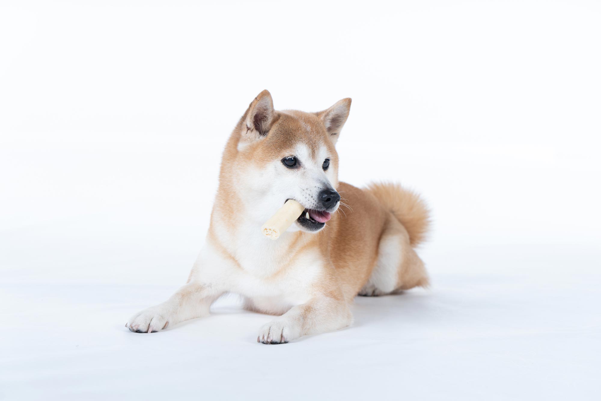 ワンちゃんの歯みがきしないとどうなるの？